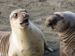 All Of The Animals Caption This Memes Gifs Imgflip Share on facebook, instagram, and other social play with images, illustrations, meme captions, and add comments, resolve suggestions within the.