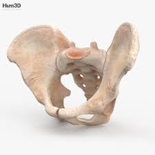 Forms the larger rounded ends of long bones metaphysis: Bone 3d Models Download Hum3d