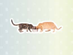 Managing your cat's diet will ensure your cat's diabetes does not get worse or become a more serious health condition. The 9 Best Premium Dry Cat Foods Of 2021 According To A Veterinarian