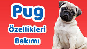 Pug Mops Ozellikleri Bakimi Beslenmesi Sagligi Ve Egitimleri Youtube