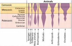 paleobiology 4