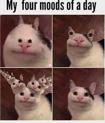 May 27, 2021 · carlsagan: Funniest Cat Picture Cute Cat Memes Cat Memes Clean Animal Memes Clean