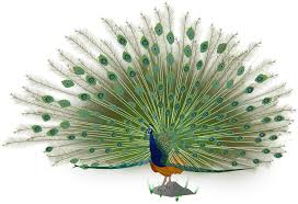 Hours may change under current circumstances Pavo Real Name In English