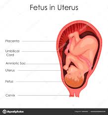 education chart of biology for fetus in uterus diagram