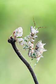 Pseudocreoboter Whalbergii Orchid Mantis Bugs And Insects Beautiful Bugs