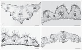 Image result for Sacciolepis rigens