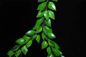 Image result for Huperzia mildbraedii