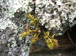 Image result for Asplenium aethiopicum