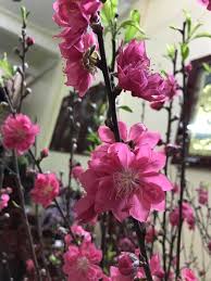 The cities really do go all out with. Peach Blossoms Flower Of Vietnamese Lunar New Year Vietnam Times