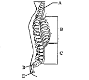Like almost all animals, camels have 7 vertebrae associated with the neck. Number Of Cervical Vertebrae In Camel Is