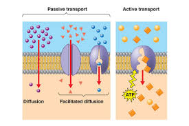Carrier Proteins Types Functions Quiz Education Portal Facilitated Diffusion Biology Units Biology