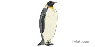 Despite such harsh conditions, emperor penguins spend. Emperor Penguin Bird Animal Natural Science Hbitats Las Regiones Polares