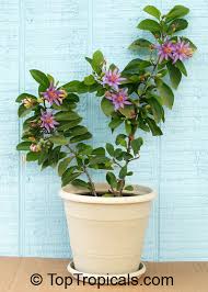 Image result for Grewia flava