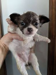 Black And White Long Haired Chihuahua Puppy Long Haired Male Chihuahua Puppy In 2020 Chihuahua Puppies Chihuahua Puppies