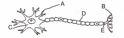 Feb 19, 2013 · histology of nervous system! Central Nervous System Online Quiz Diagram Diagram Quizlet