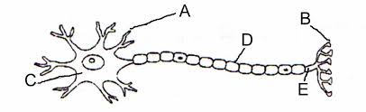 These messages travel through our nerves and inform our actions. Central Nervous System Online Quiz Diagram Diagram Quizlet