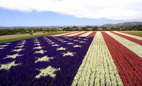 Find your local neighborhood grocery store near you with amazing food and drink from around the globe. American Flag Made From Flowers My Good Time Stories