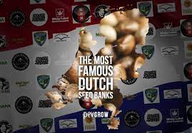 This is why we offer the public the chance to buy our cannabis seeds online. The Most Famous Dutch Seed Banks