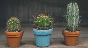 Still feeling confused, after all those answers? How Often To Water Cactus Plants Ultimate Cactus Watering Guide