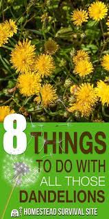 Did You Know That Dandelions Have Many Benefits And Uses For One Thing Every Part Of The Dandelion Is Edible Dandelion Benefits Homestead Survival Dandelion