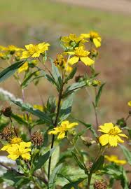 Image result for Guizotia