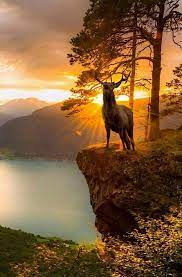 Nanatheone Nature Pictures Nature Animals Beautiful Nature