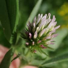 Image result for Trifolium squarrosum