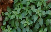 I germogli del luppolo ossi i bruscandoli hanno la caratteristica di essere. Piante Alimurgiche Come Riconoscere Le Piante Spontanee