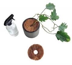 Check spelling or type a new query. Coconut Coir What It Is Varieties And How To Use It Trees Com