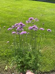 Image result for Scabiosa columbaria