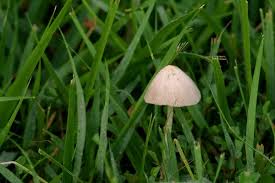 Image result for Conocybe lactea