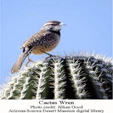 Since the cactus has no leaves, the stem acts as the one that gets the needed nutrients for the cactus. Cactus Wrens Arizona S Very Noisy State Bird Arizona Daily Independent