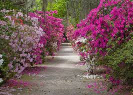 Flowertown elementary in summerville, south carolina. Azaleas At Magnolia Plantation And Gardens Charleston Sc