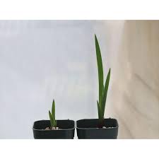 Image result for Cyrtanthus welwitschii