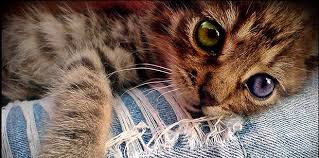 A leucemia felina, também conhecida como felv (feline leukemia vírus), é ocasionada por como acontece a transmissão da leucemia felina? La Leucemia Felina Produce Cancer Inmunosupresion Infecciones Anemia Y Muerte Mascotas Foyel