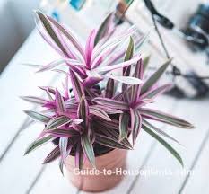 How To Grow Moses In The Cradle Aka Moses In A Boat Indoors Easy Care And Beautiful Green And Purple Leaves Make Tradescan Plants House Plants Purple Plants