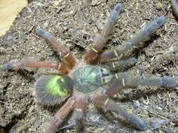 If we're honest, many species of tarantula are quite similar in terms of behaviour, lifestyle, habitat and so on. Ephebopus Uatuman Emerald Skeleton Tarantula 6 7cm Juvi S Beverley Bugs And Reptiles
