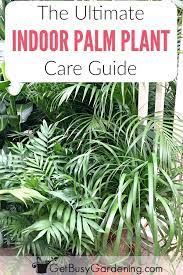 Learn Everything You Need To Know About How To Care For A Palm Plant Indoors With These In Depth Indoor Palm P Palm Plant Care Palm Tree Care Indoor Palm Trees
