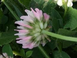 Image result for Trifolium isthmocarpum