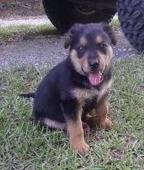 Basically, you need to get your australian shepherd rottweiler mix lots of exercise. Shepweiler Dog Breed Information And Pictures