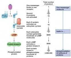 Life Cycle Of Receptors G Proteins And Second Messengers Definition Examples Camp Ip3 Pip2 Functions And More Microbiology Study Molecular Biology Biochemistry