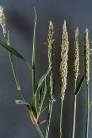 Image result for Sporobolus spicatus