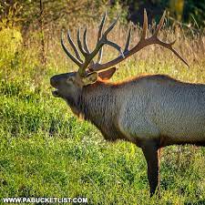 While there are sites out there that try to tell you the best places to visit in pennsylvania, most of them don't actually visit the places they write about. The 15 Best Elk Viewing Destinations In Pennsylvania