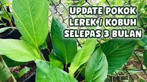 Apa hubungan taurat dengan 5 buku pertama dalam alkitab, yang disebut semua tradisi itu bertentangan dengan taurat. Update Pokok Lerek Kobuh Pkp Selepas 3 Bulan 15 Hari Tanam Youtube