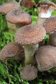 Pilze Im Herbst Pilze Pilze Selber Zuchten Seltsame Pflanzen