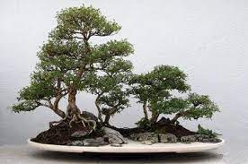 This is the forth update to the tree. Serissa Bonsai Tiny Leaves And Beautiful Flowers