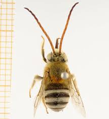 Image result for Blepharis diversispina