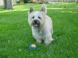 Pet euthanasia is the hardest decision for a pet owner to make, but it's often necessary and can be affordable and done at home by a vet. Demand Is Growing For At Home Pet Euthanasia In Omaha Lifestyles Omaha Com