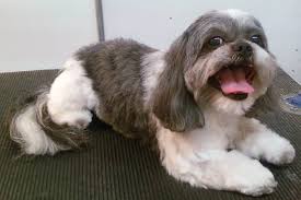 We did not find results for: What Is A Teddy Bear Cut And Other Lessons From A Groomer Pethelpful