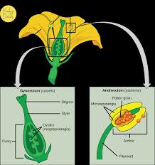 Image result for Andropterum